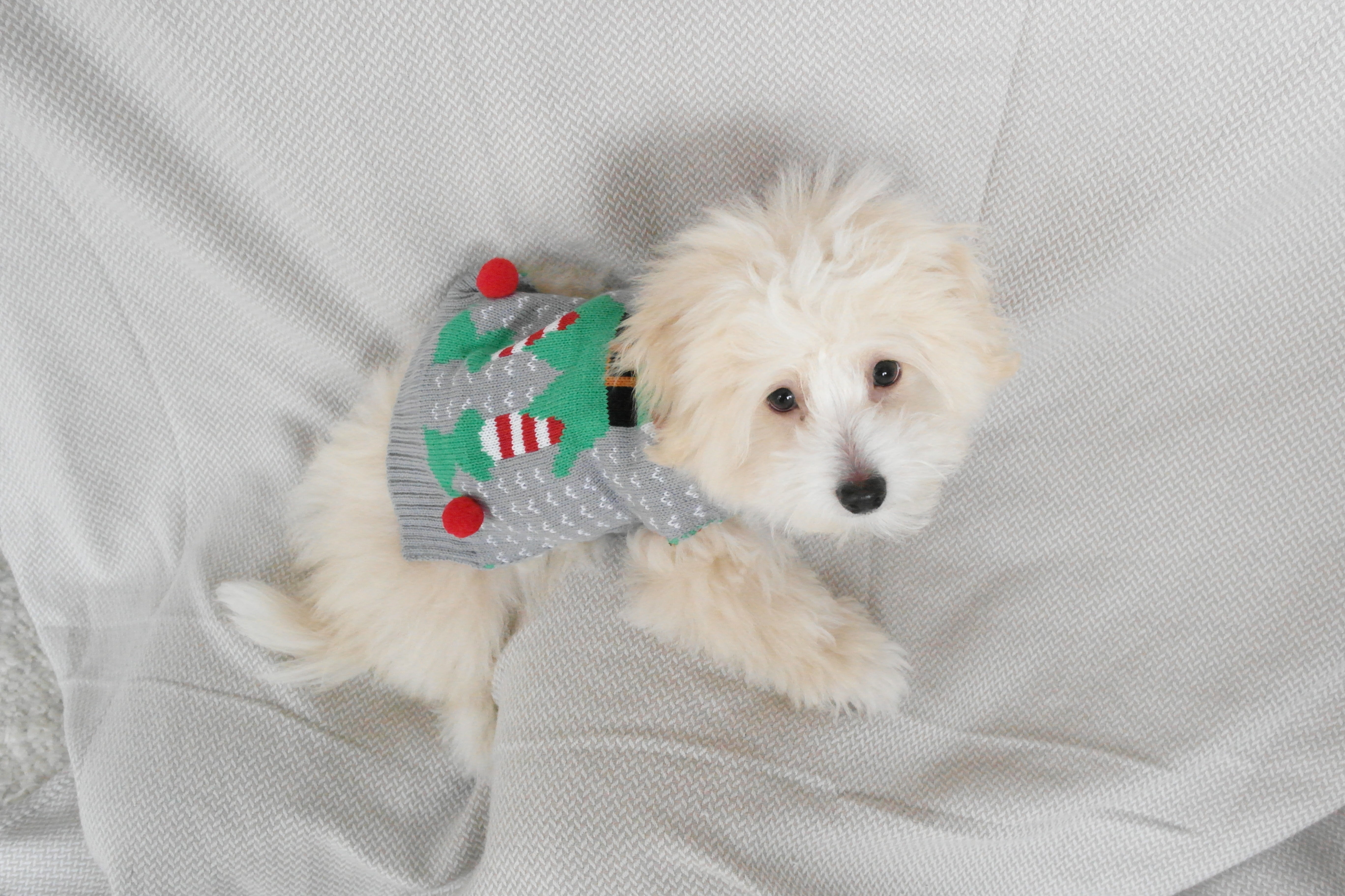 En hvis hund med en grå julesweater på.